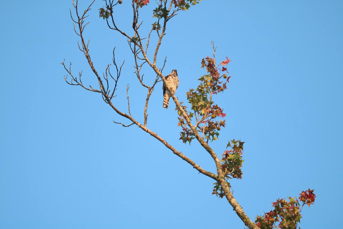 Cooper's Hawk - ML643295489