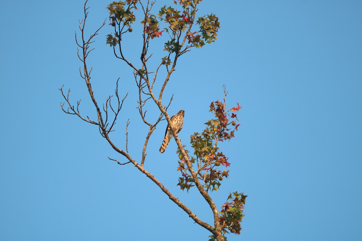 Cooper's Hawk - ML643295490
