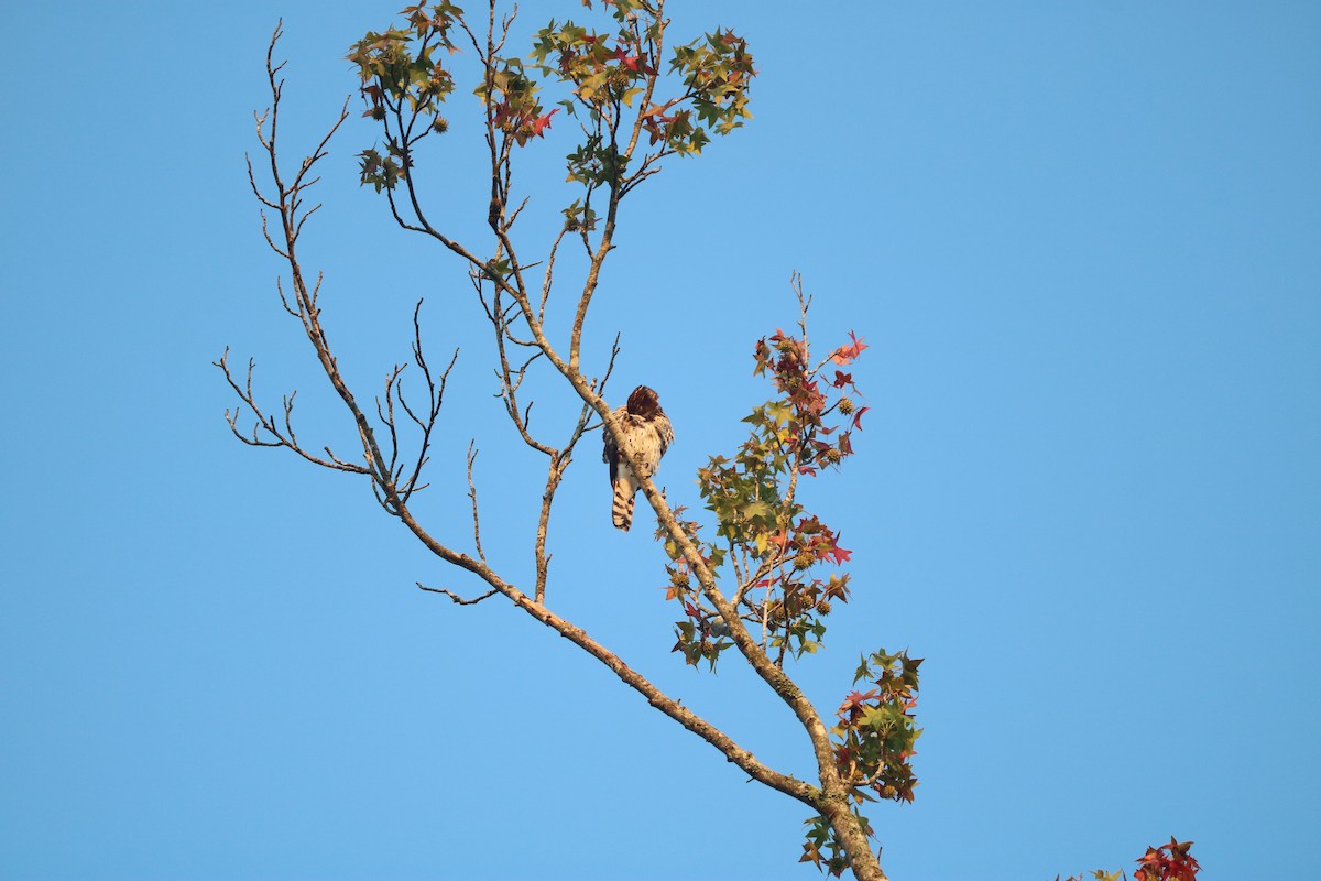 Cooper's Hawk - ML643295492