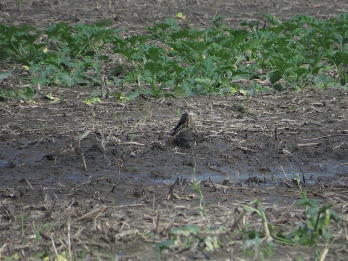 Merlin - ML643295496
