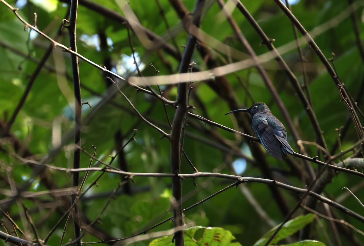 Violet Sabrewing - ML643295499
