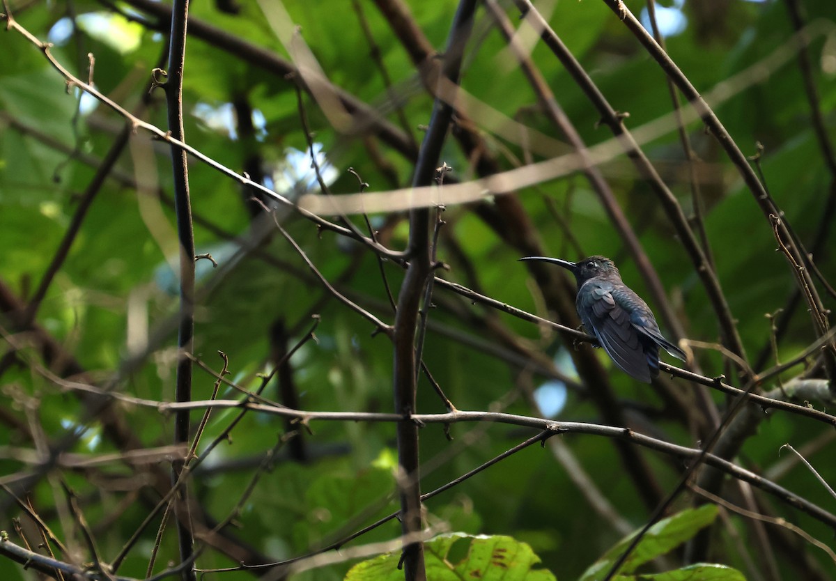 Violet Sabrewing - ML643295500