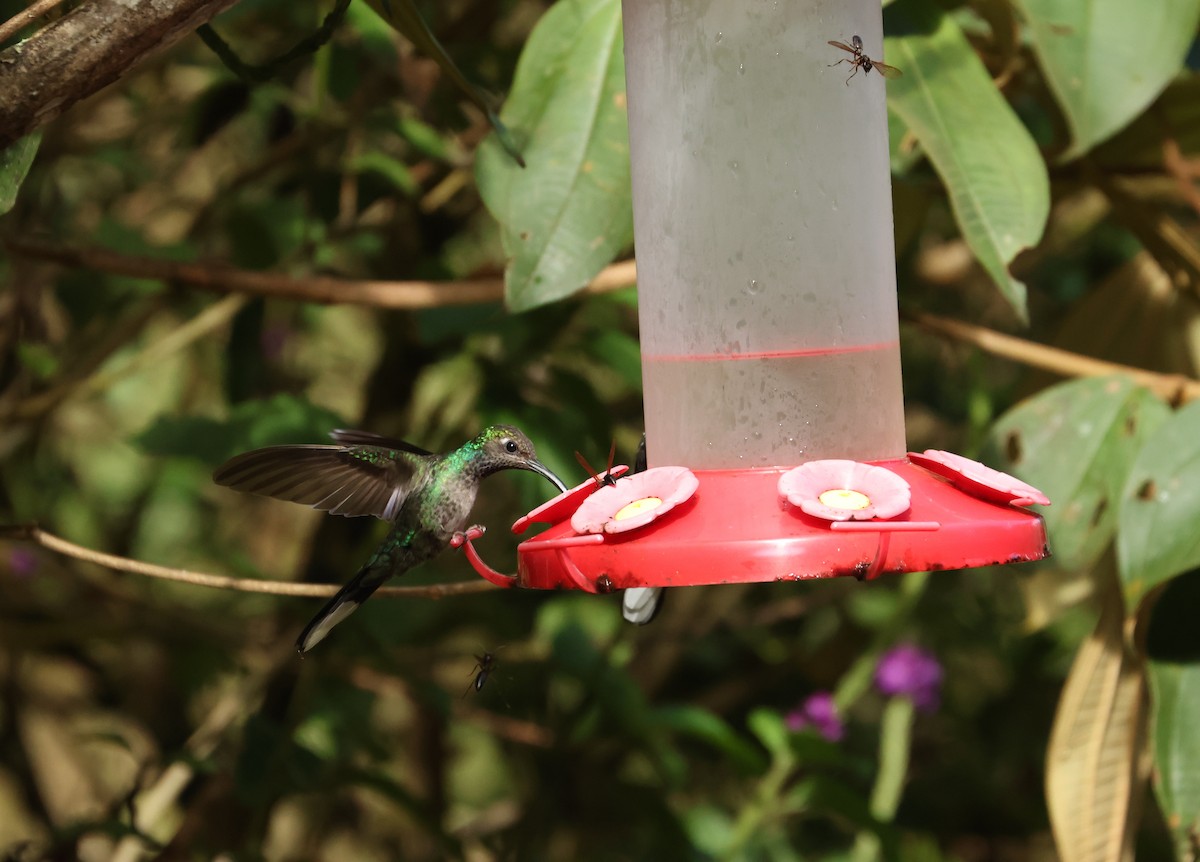 Violet Sabrewing - ML643295501