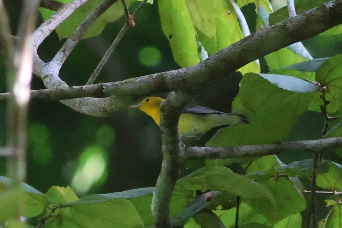 Prothonotary Warbler - ML643295503