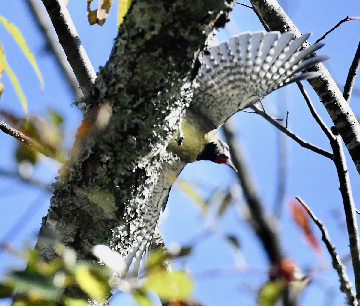 Yellow-bellied Sapsucker - ML643295505