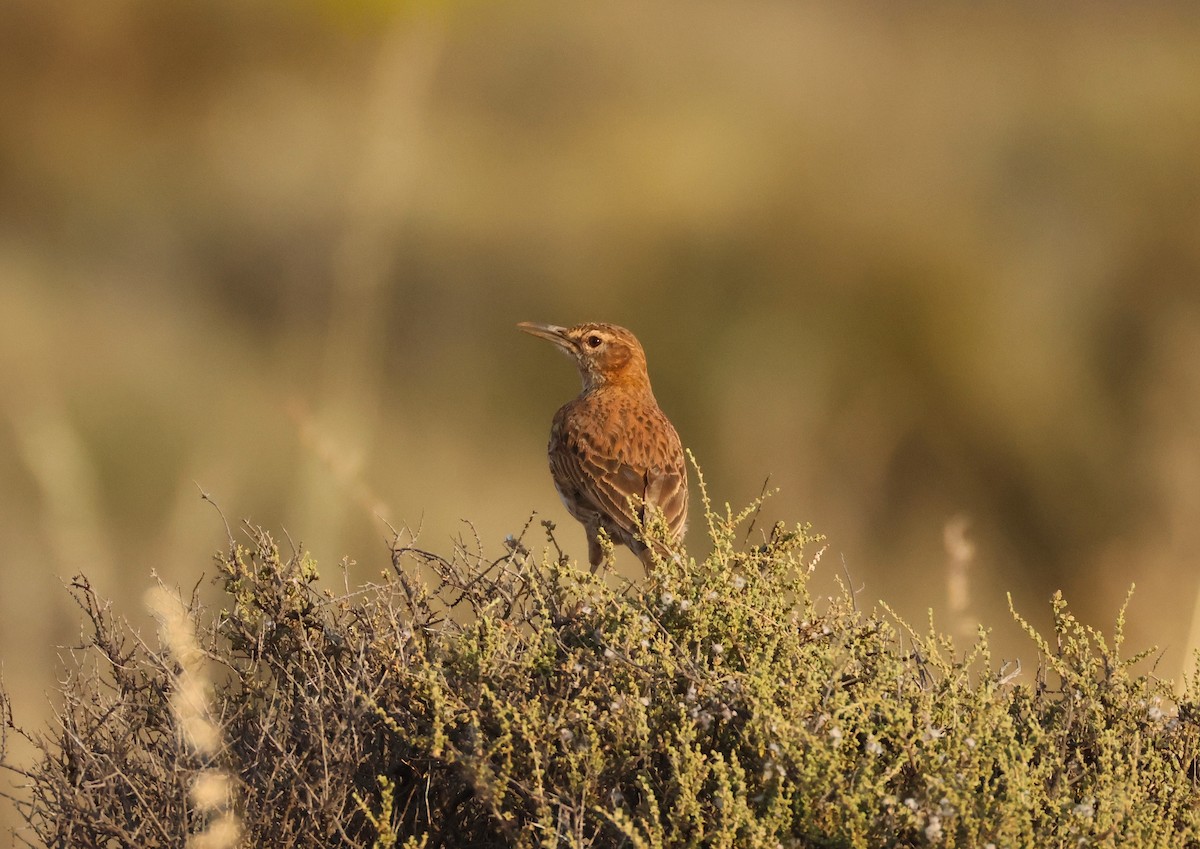 Karoo Long-billed Lark - ML643295507