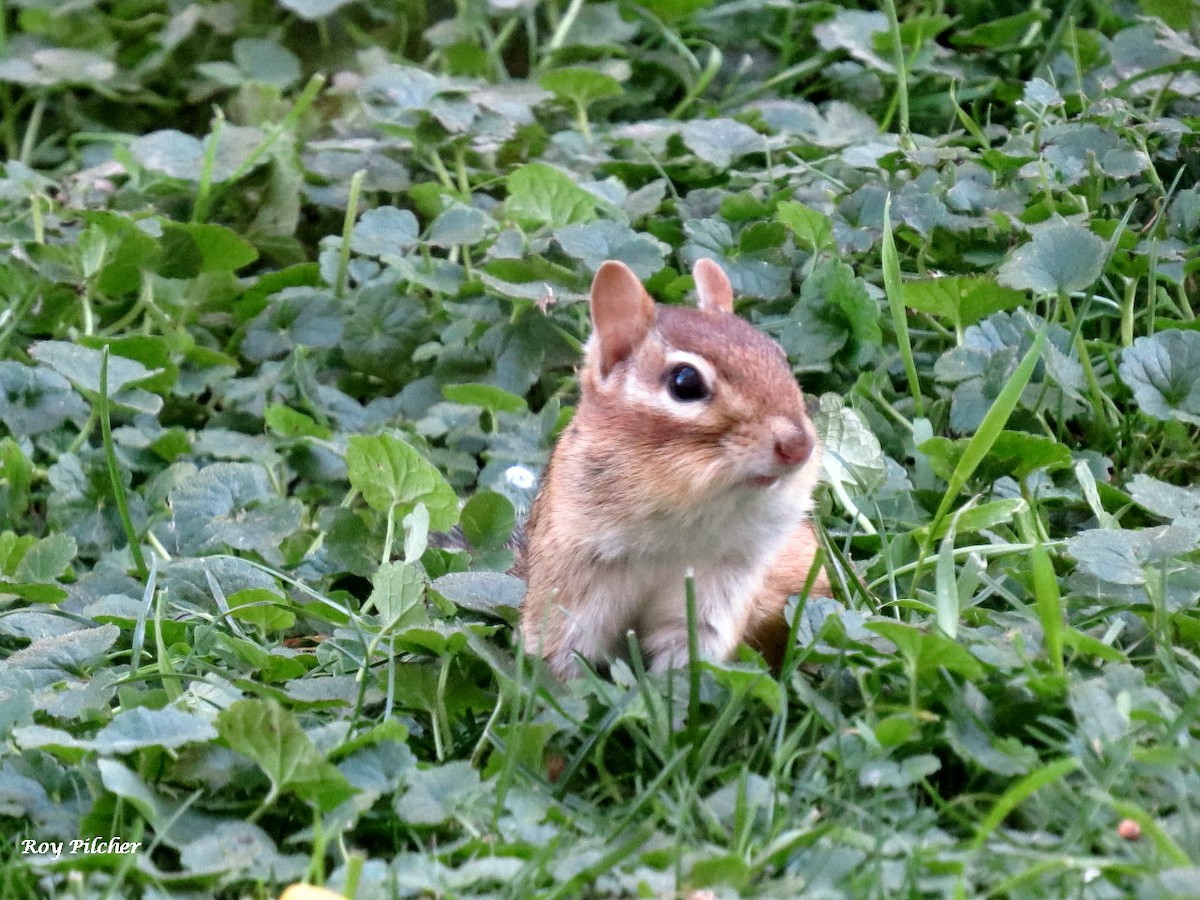 Animals - ML643295508