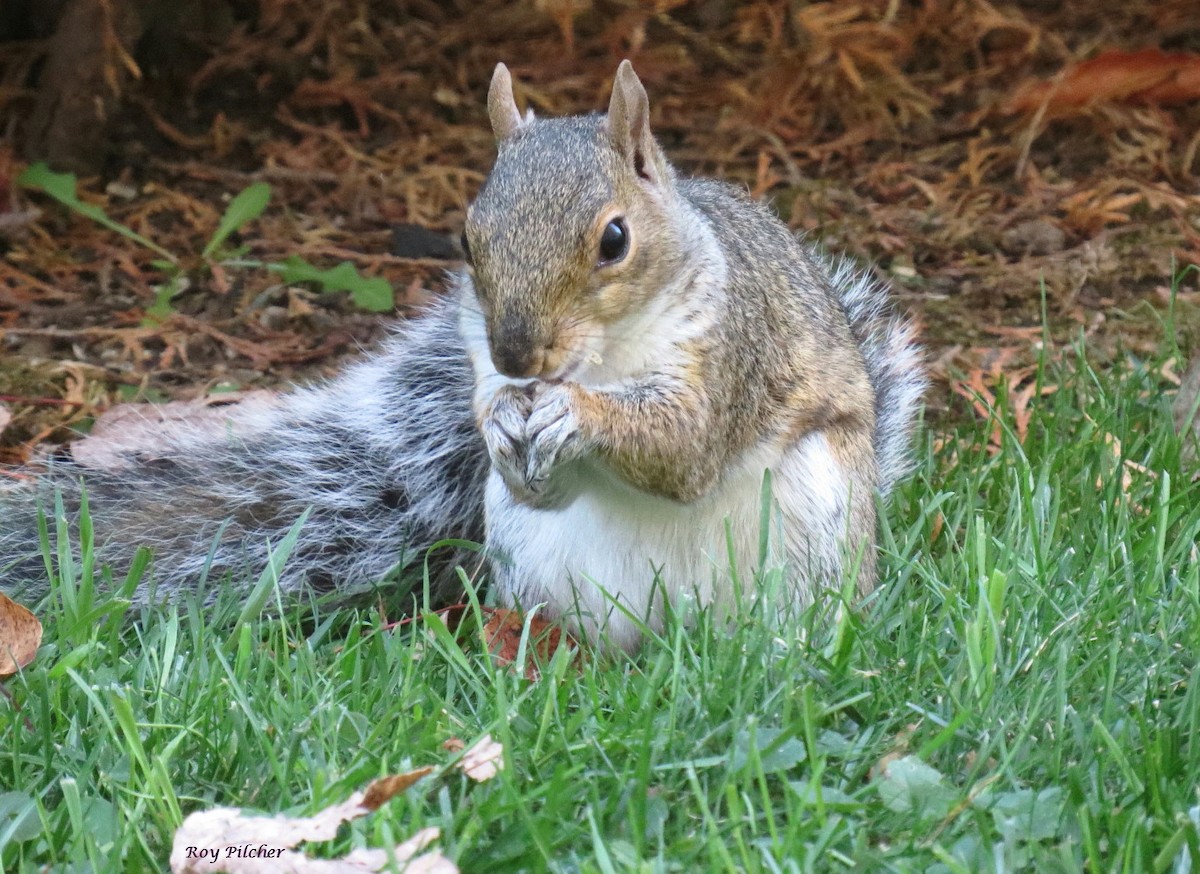 Animals - ML643295509