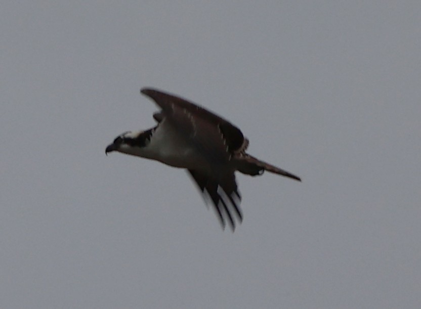 魚鷹(carolinensis) - ML643295510