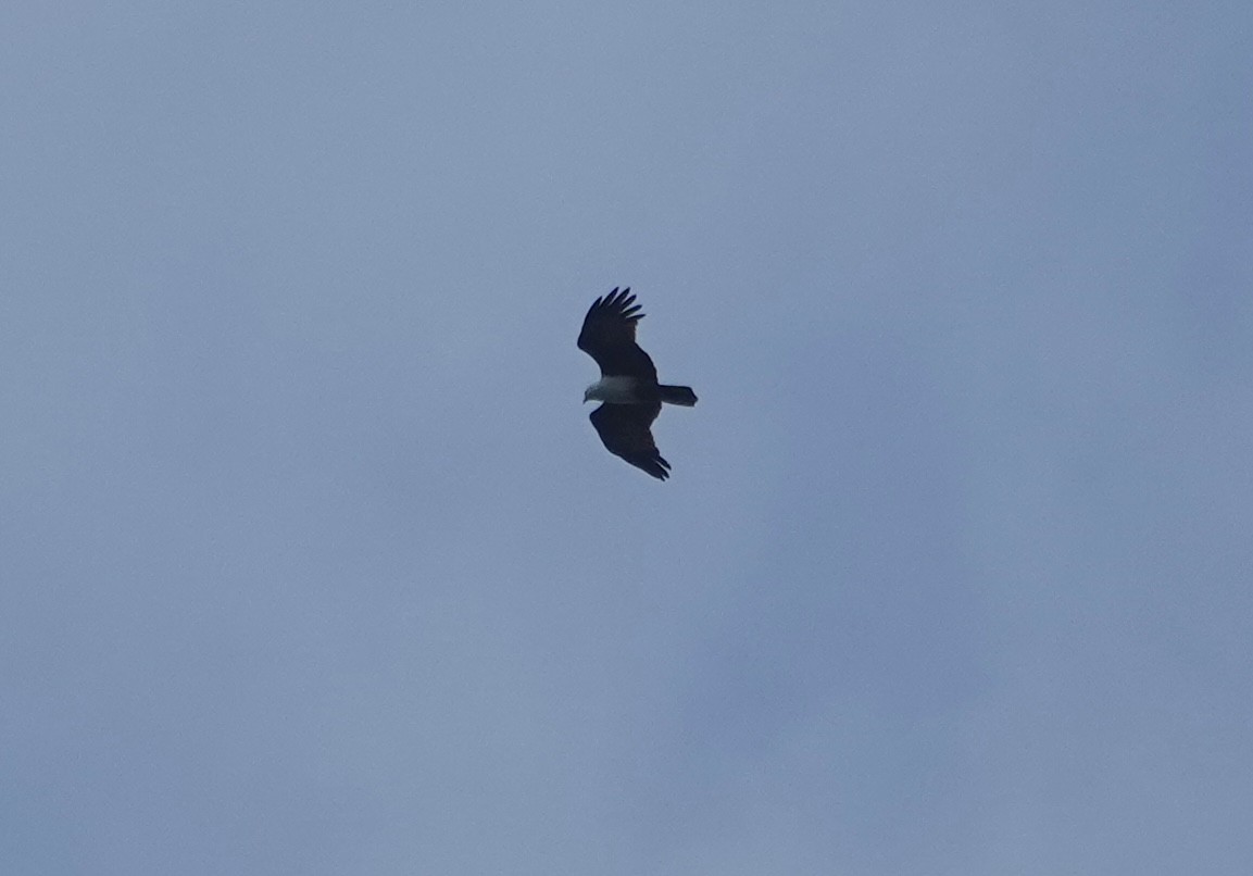 栗鳶 - ML643295511