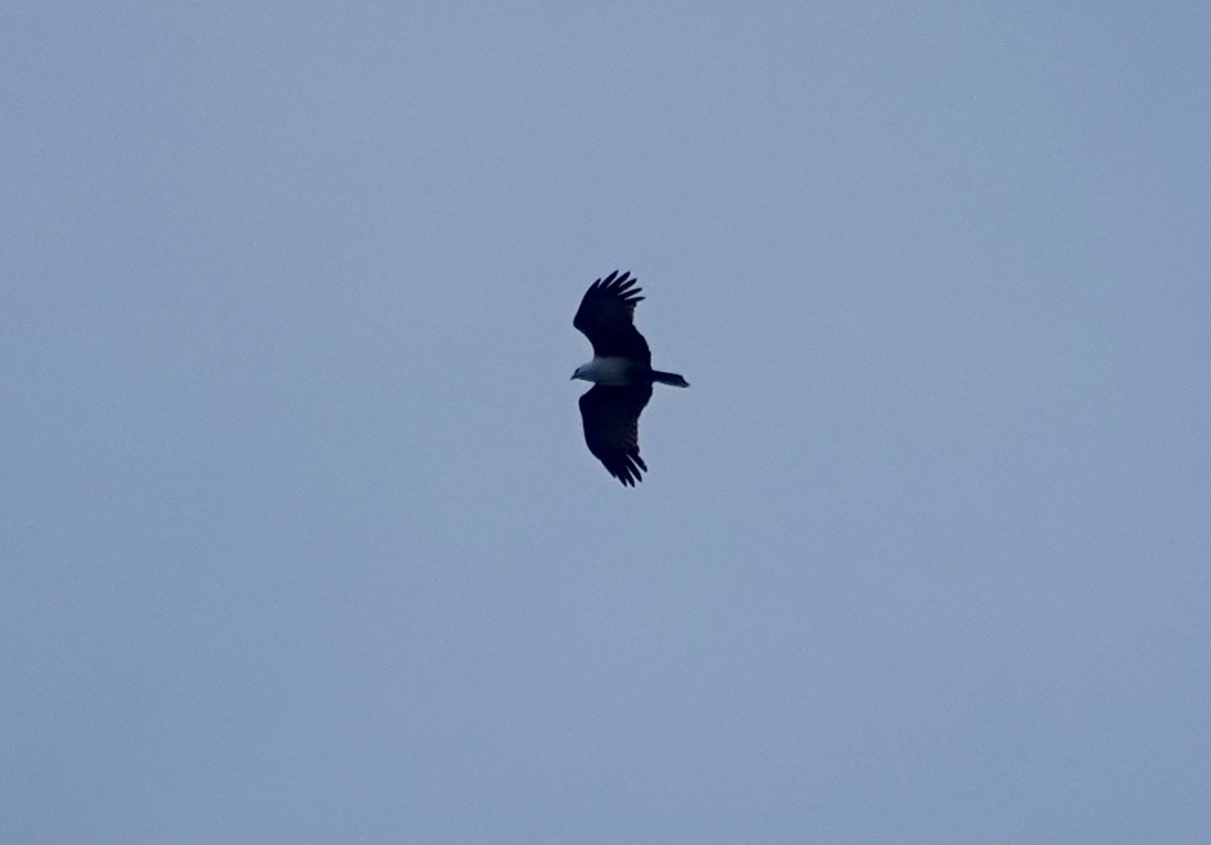 栗鳶 - ML643295512