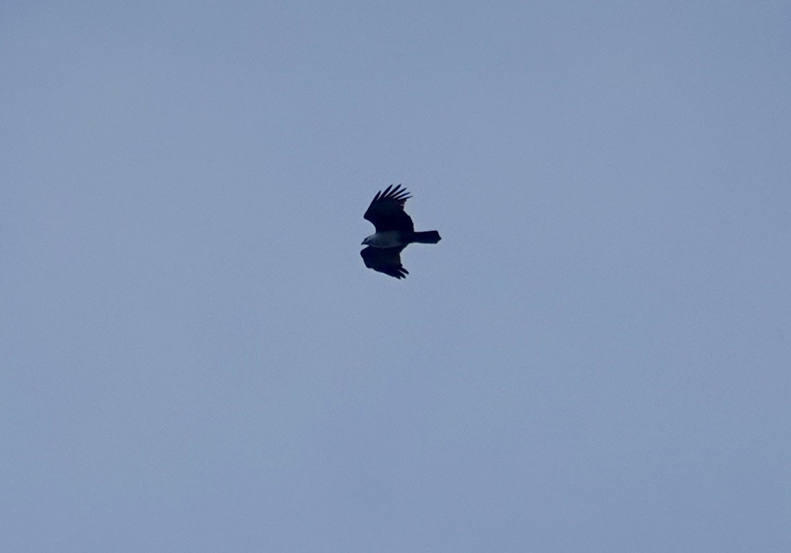栗鳶 - ML643295513