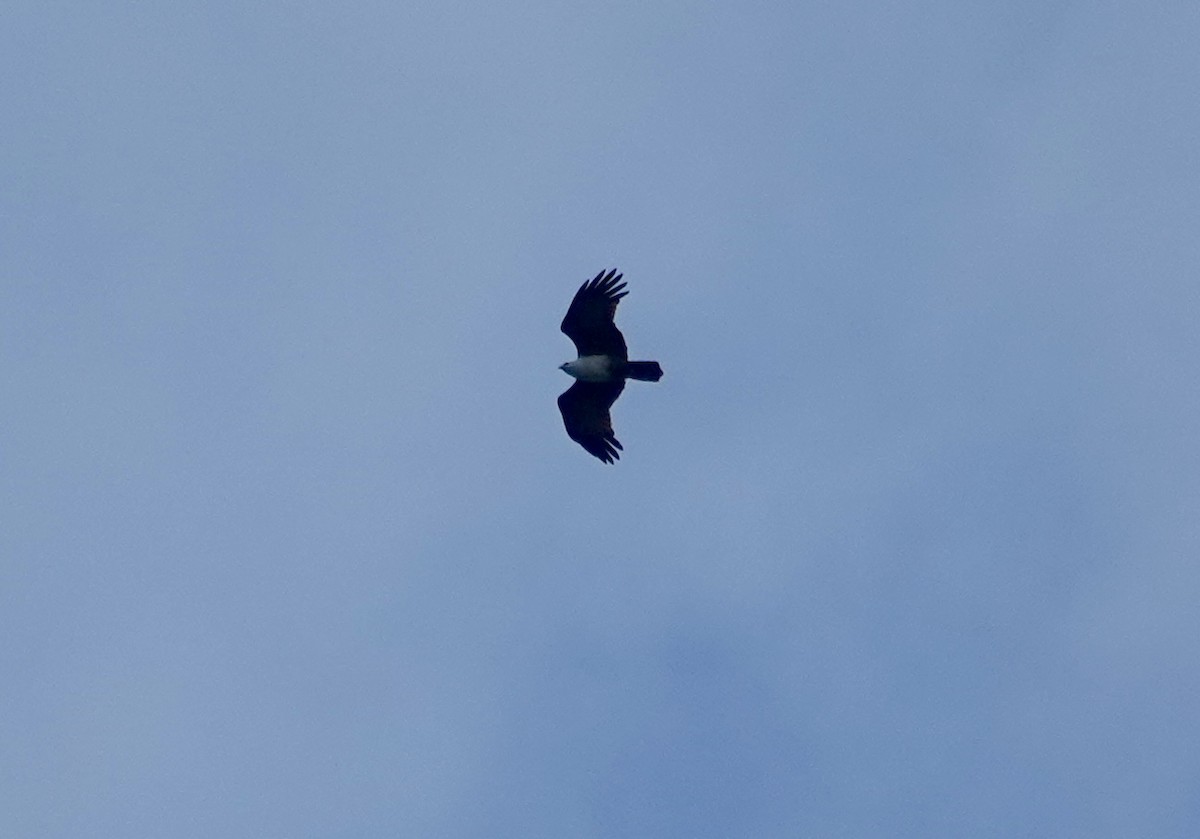 栗鳶 - ML643295514
