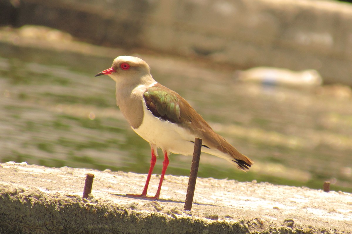 Andean Lapwing - ML643295516