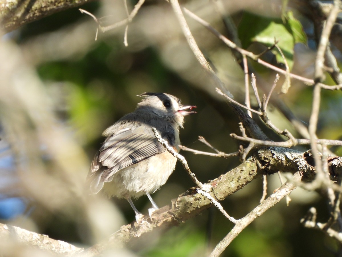 Tufted Titmouse - ML643295517