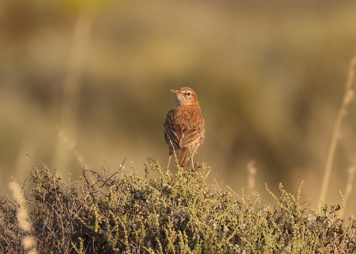 Karoo Long-billed Lark - ML643295518