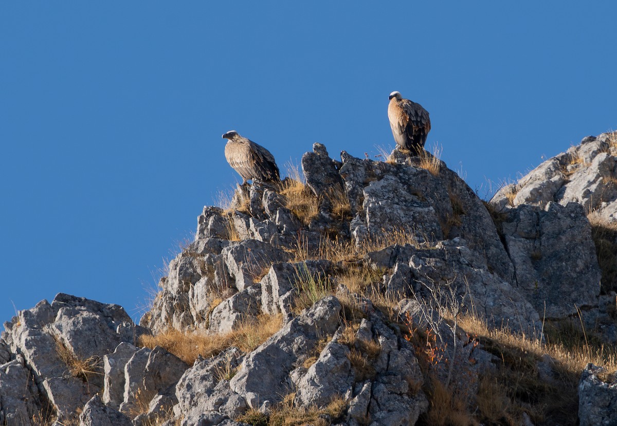 Eurasian Griffon - ML643295519