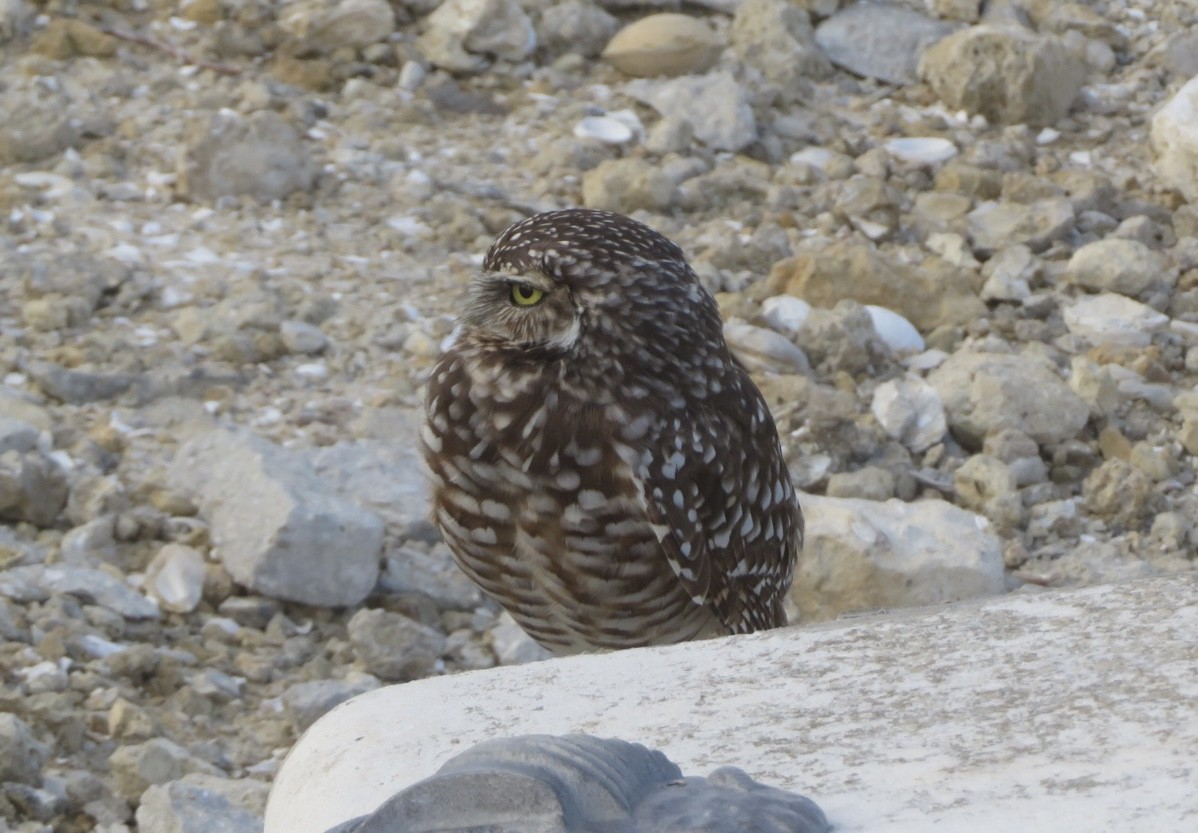 Burrowing Owl - ML643295520