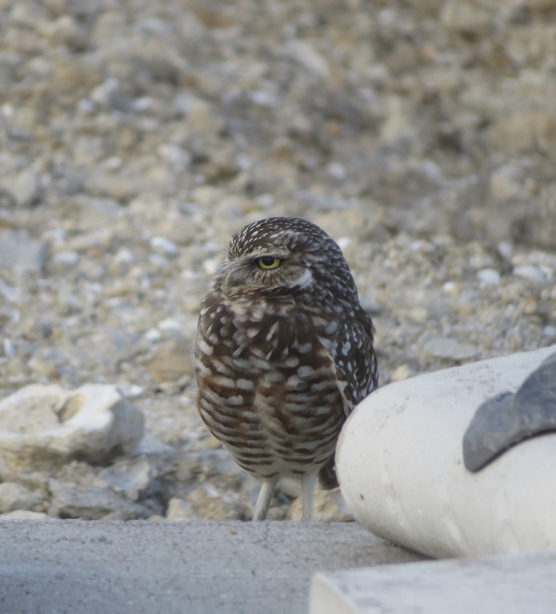Burrowing Owl - ML643295521