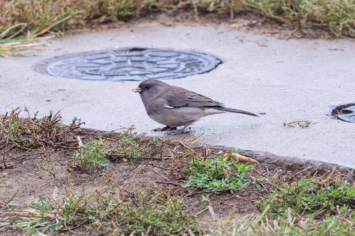 Dark-eyed Junco - ML643295527