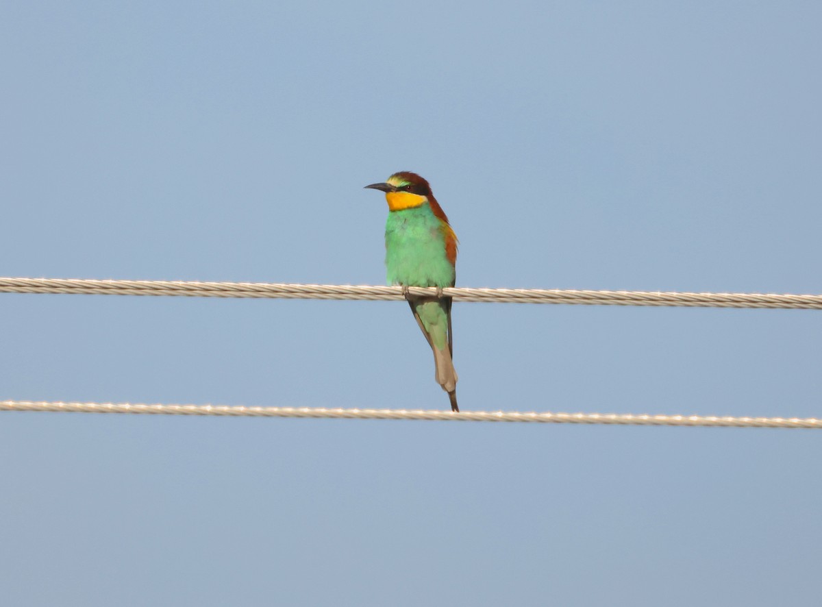 European Bee-eater - ML643295539