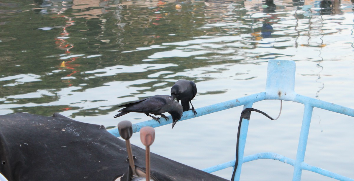 House Crow - ML643295557