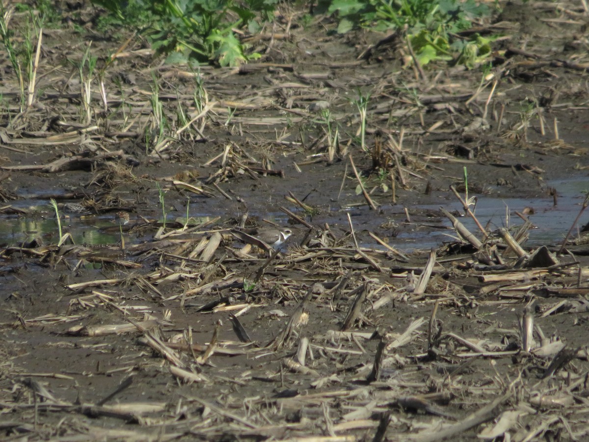 Semipalmated Plover - ML643295559