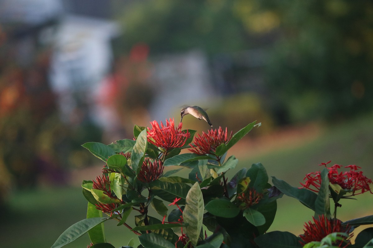 Ruby-throated Hummingbird - ML643295562