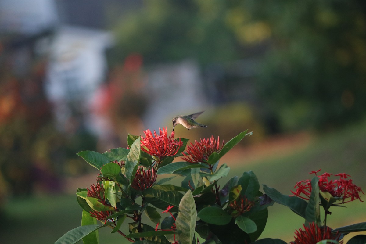Ruby-throated Hummingbird - ML643295563