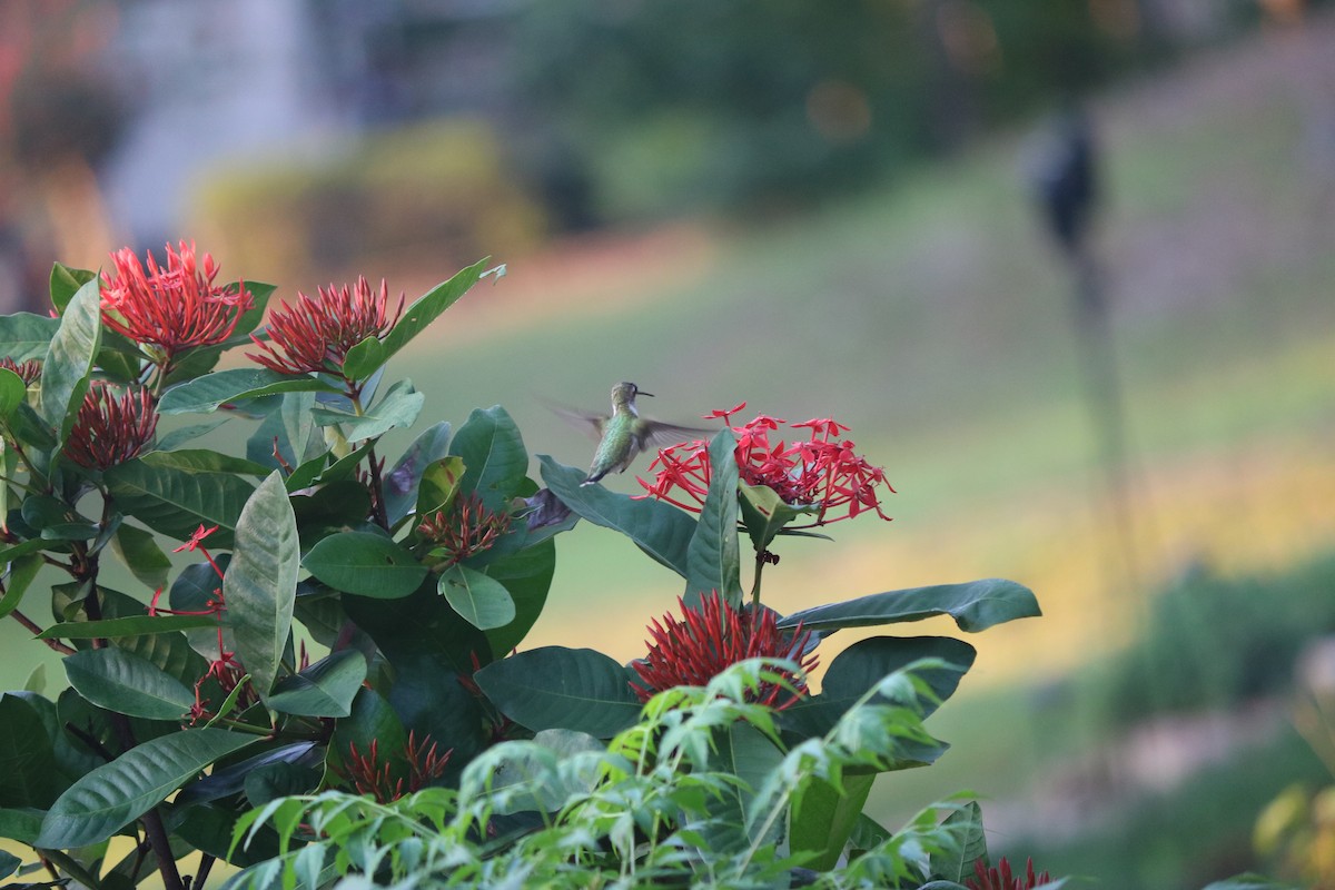 Ruby-throated Hummingbird - ML643295564