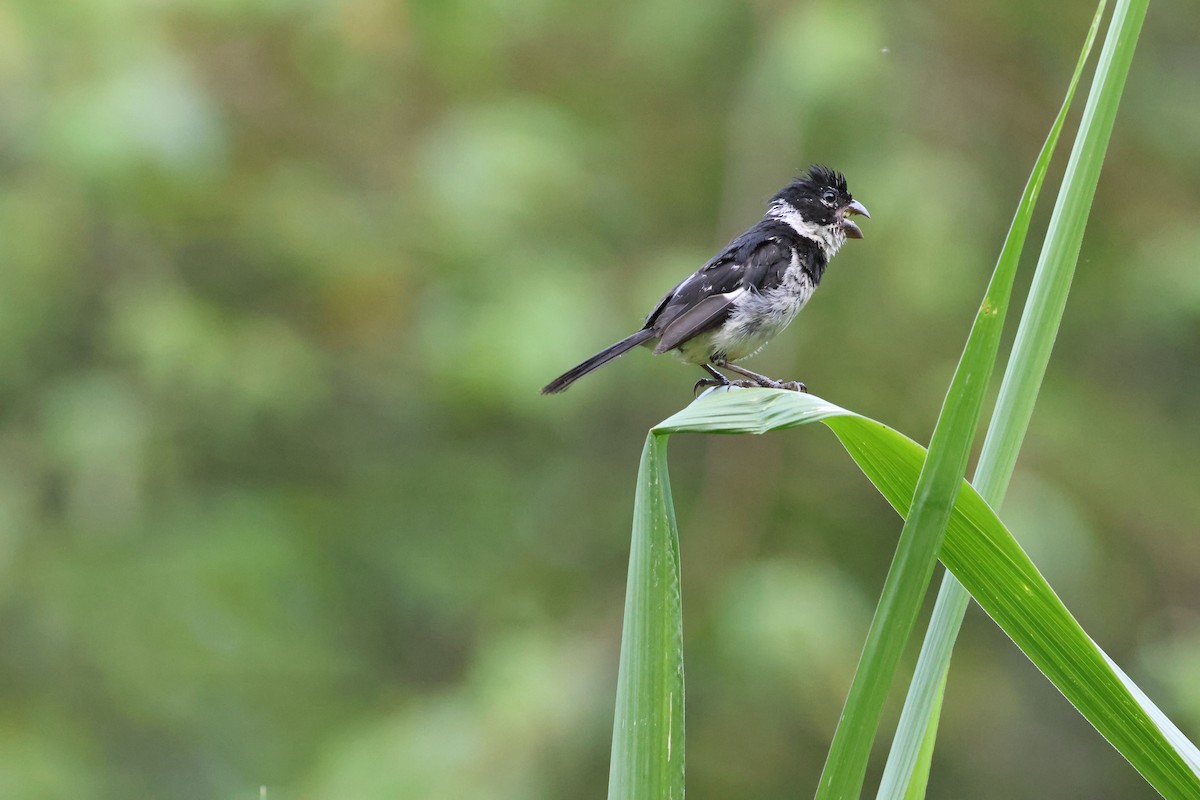 Morelet's Seedeater - ML643295569