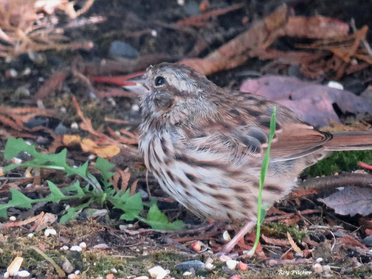 Song Sparrow - ML643295577