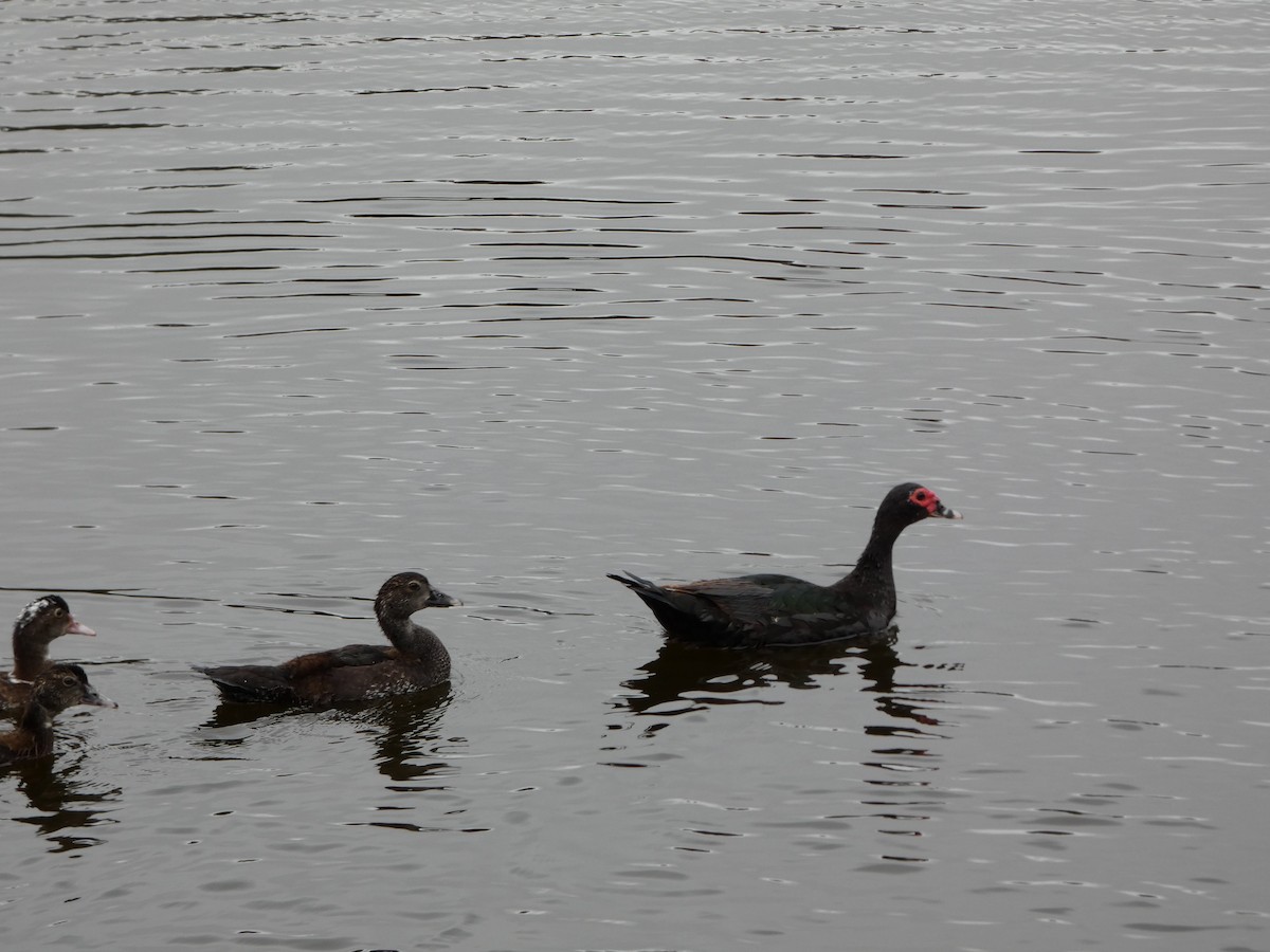 Canard musqué (forme domestique) - ML643295596