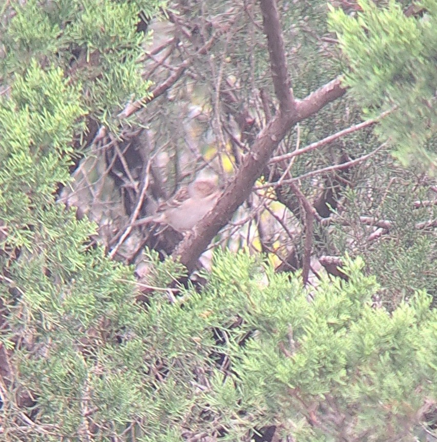 Clay-colored Sparrow - ML643295597