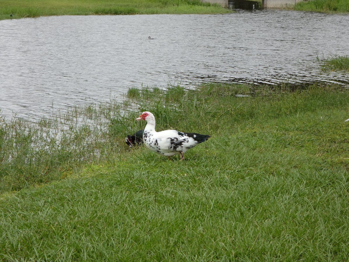 Canard musqué (forme domestique) - ML643295600