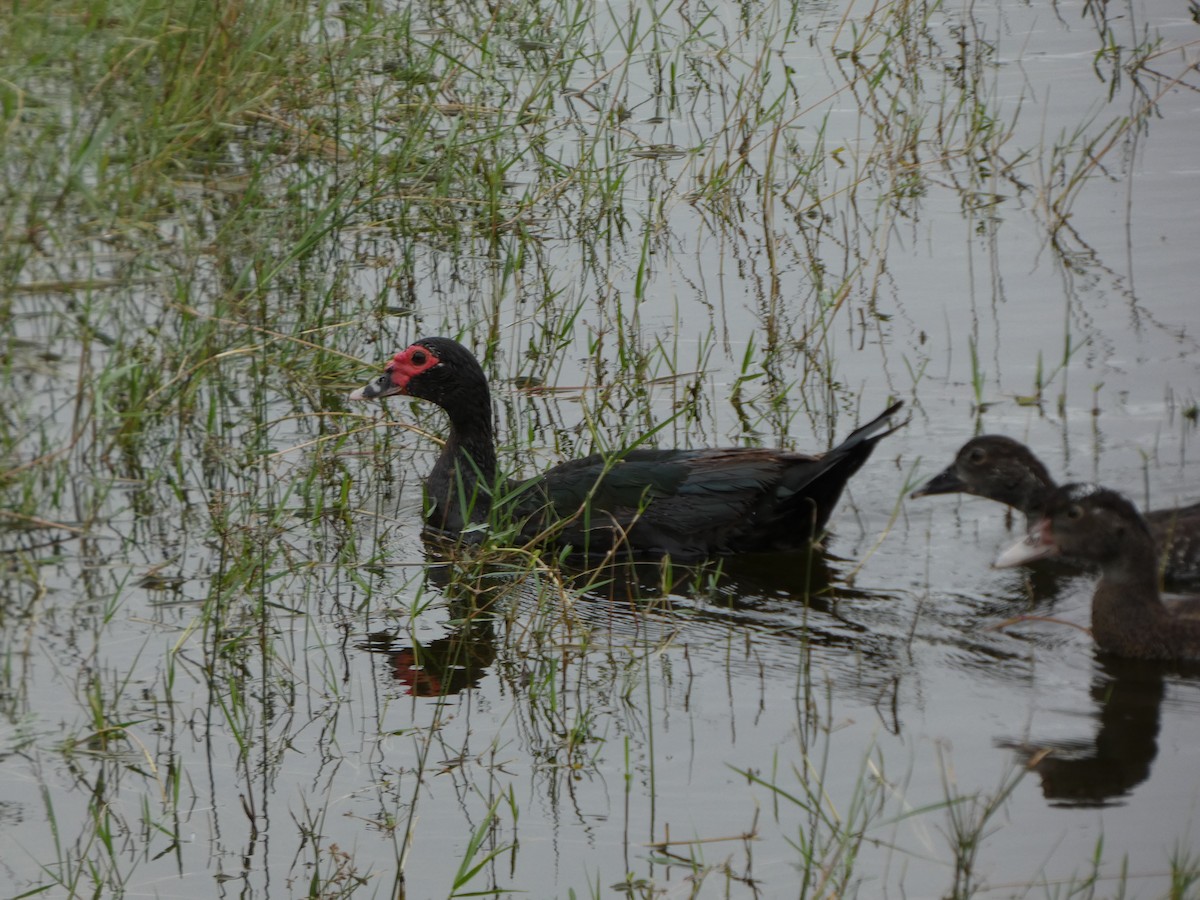 Canard musqué (forme domestique) - ML643295601