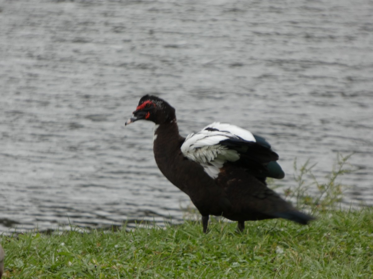 Canard musqué (forme domestique) - ML643295602