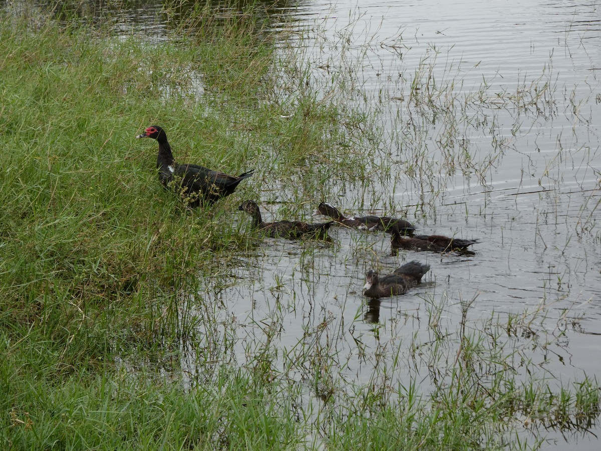 Canard musqué (forme domestique) - ML643295603