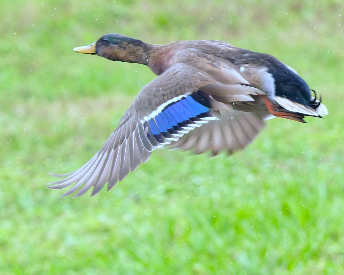 Mallard x Mottled Duck (hybrid) - ML643295604