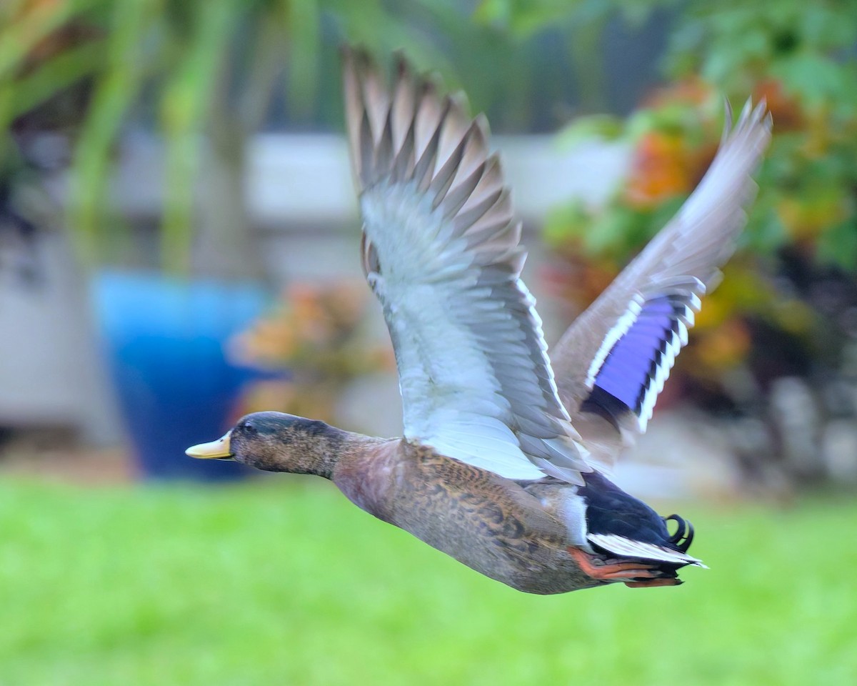 Mallard x Mottled Duck (hybrid) - ML643295605