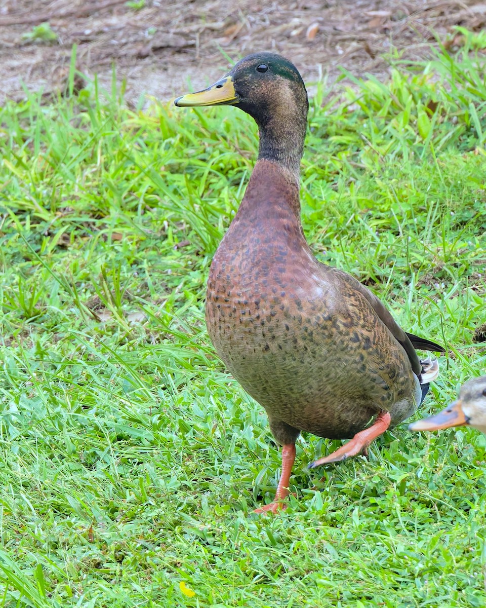 Mallard x Mottled Duck (hybrid) - ML643295606