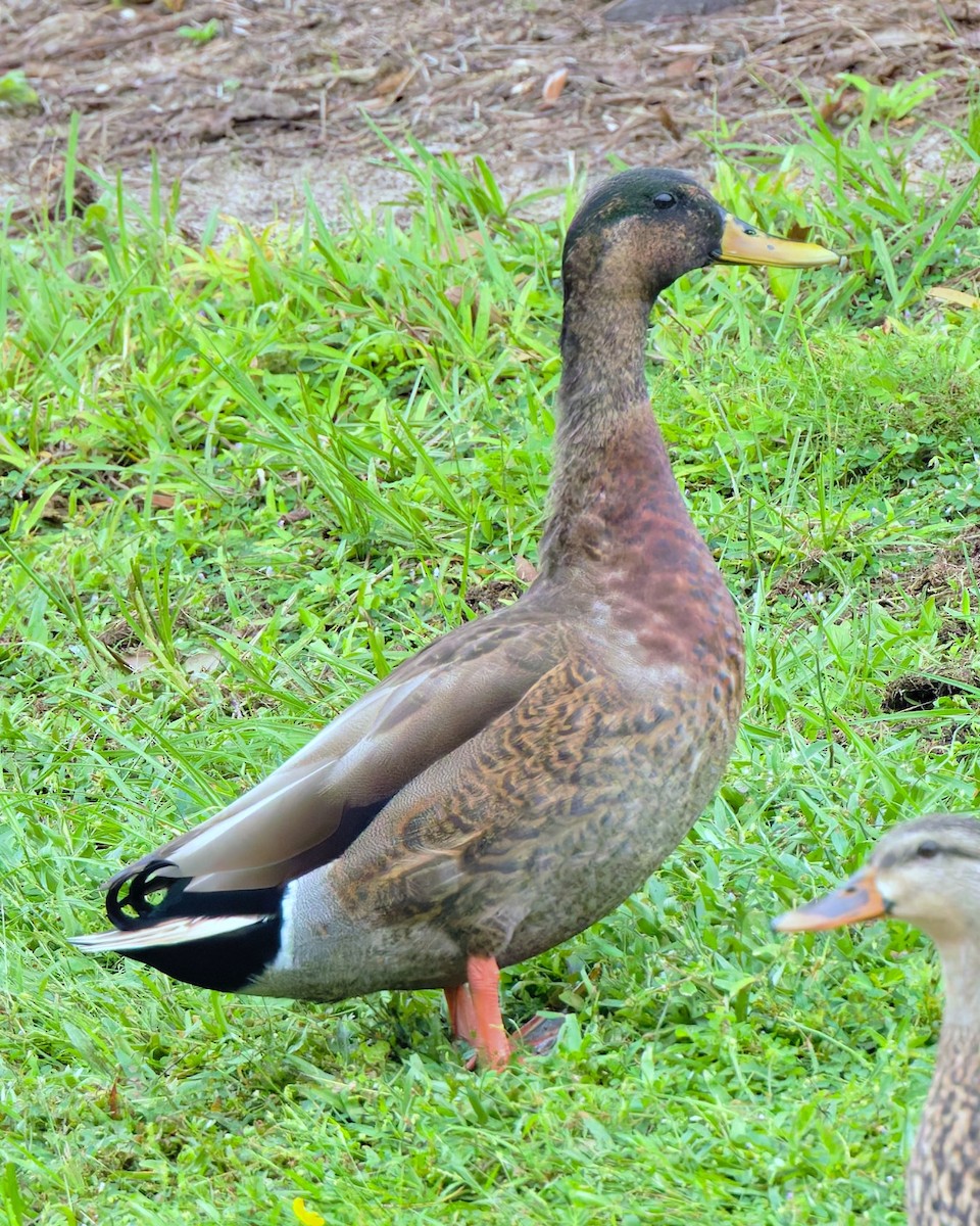 Mallard x Mottled Duck (hybrid) - ML643295607