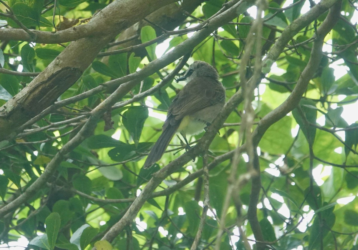Yellow-vented Bulbul - ML643295618