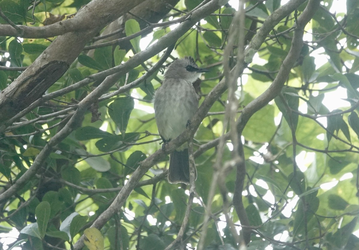 Yellow-vented Bulbul - ML643295619