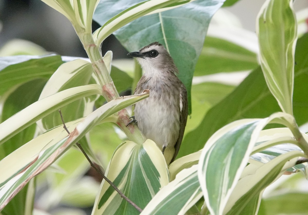 Yellow-vented Bulbul - ML643295620