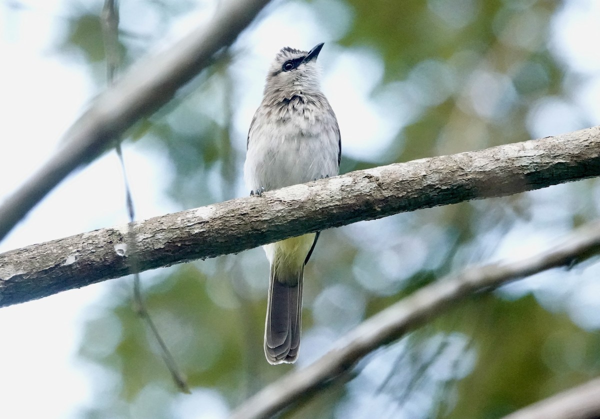 Yellow-vented Bulbul - ML643295622