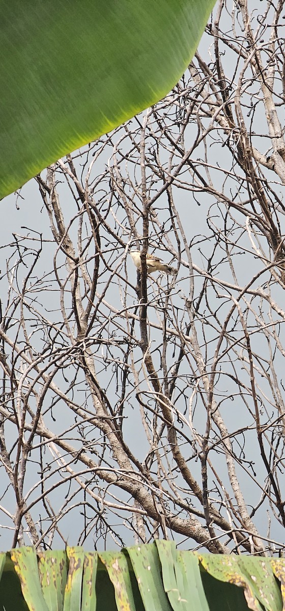 Rufous-backed Wren - ML643295623