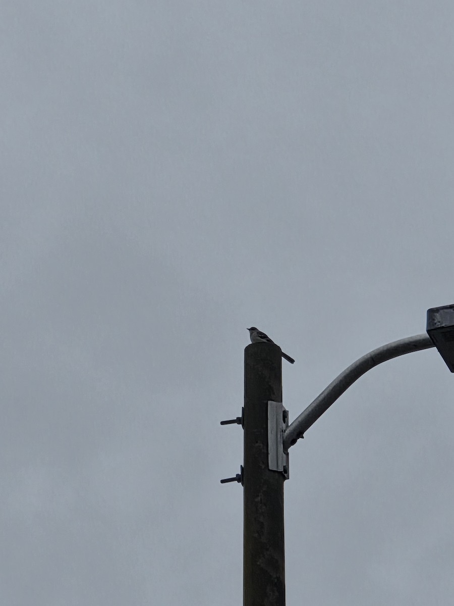 Northern Mockingbird - ML643295626