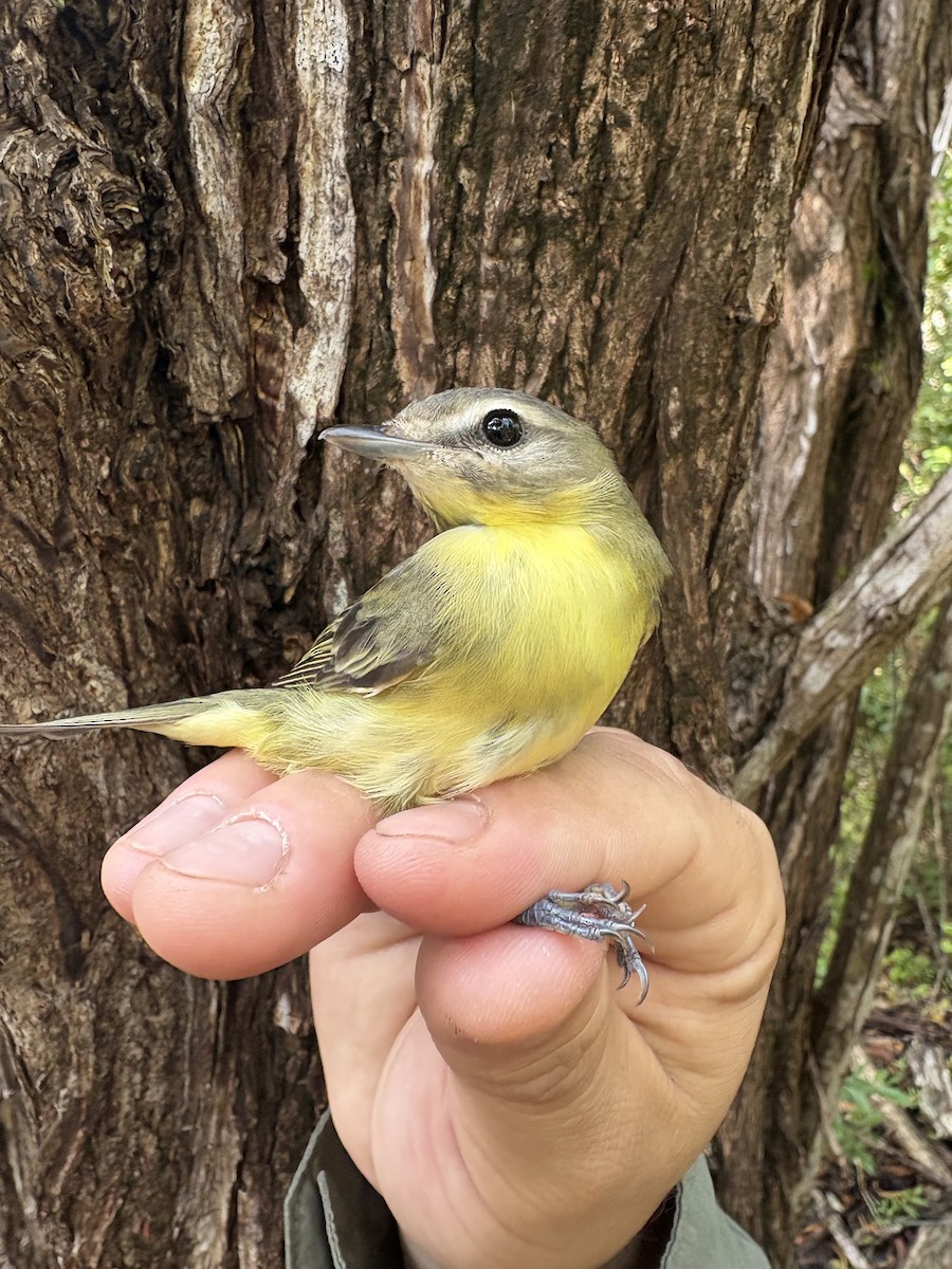 Vireo de Filadelfia - ML643295636