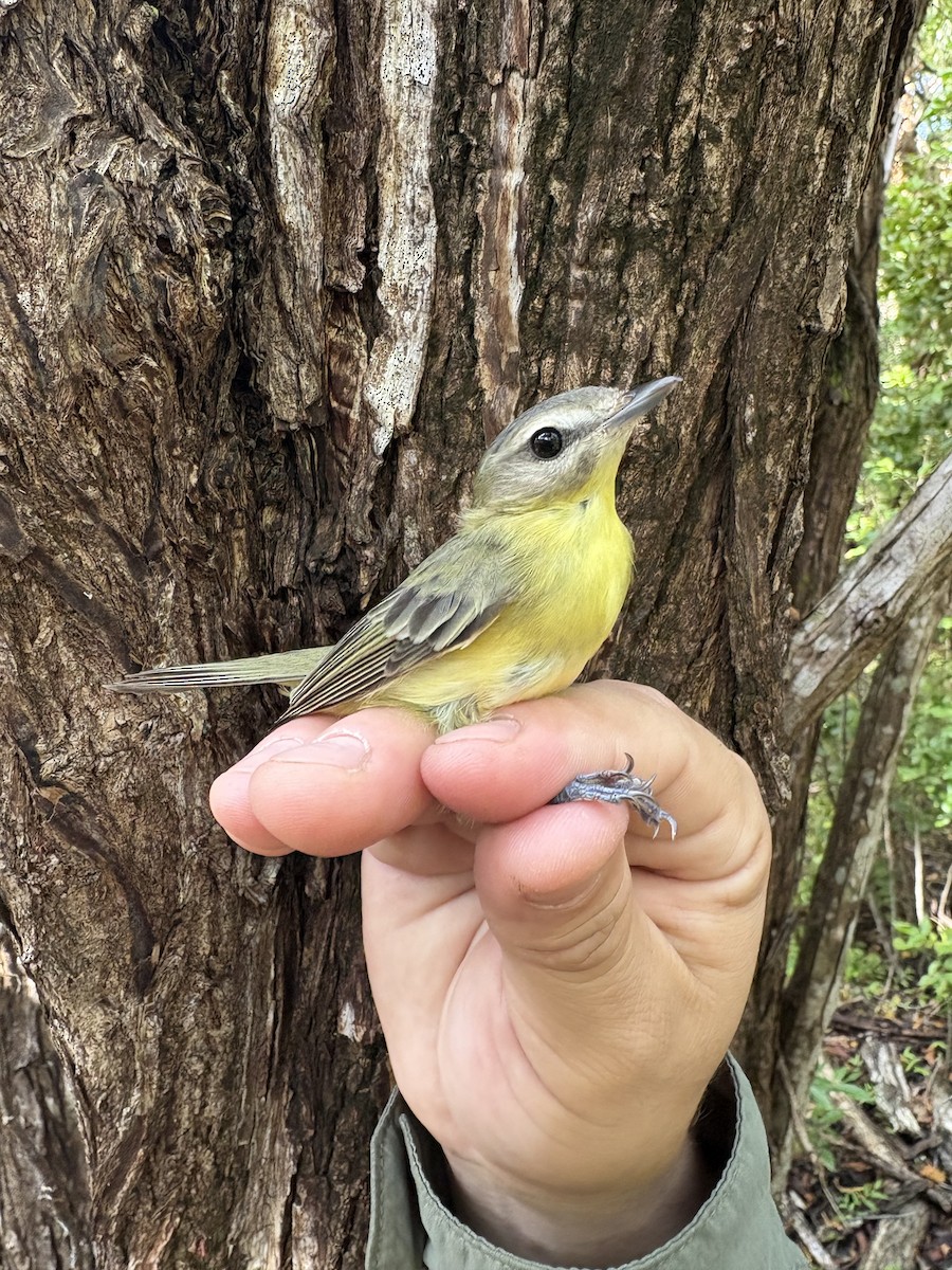 Vireo de Filadelfia - ML643295637